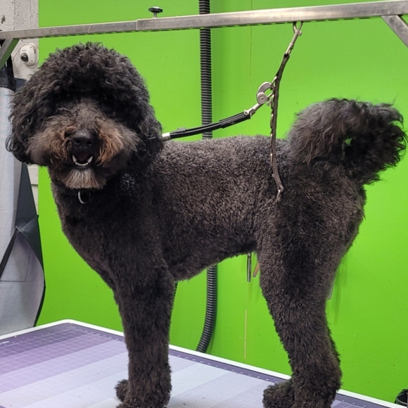 Meet your Posher, Heidi - Picture 3 of 3